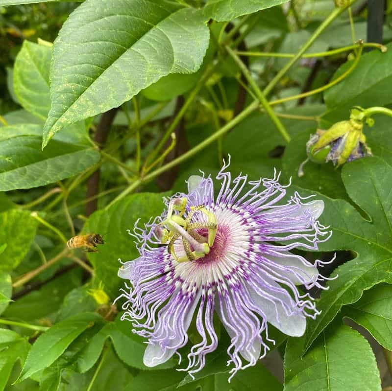 Passionflower: The Wildly Misnamed Anxiety Squasher
