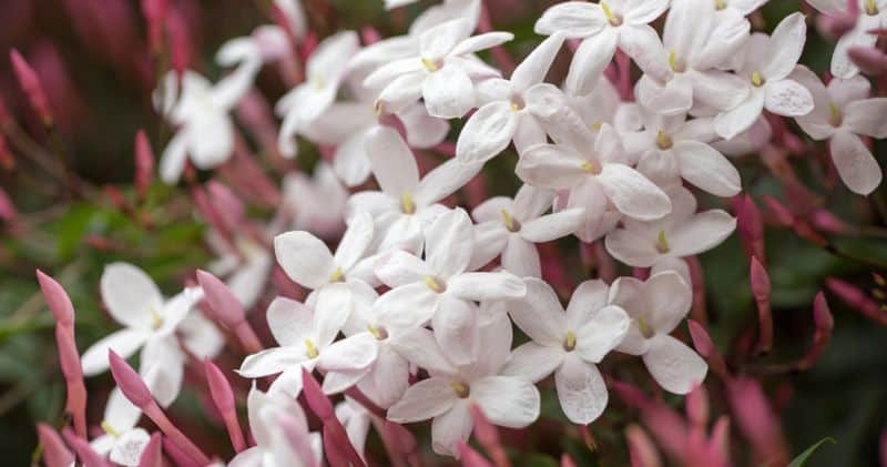 Jasmine: The Scented Spiritual Seducer