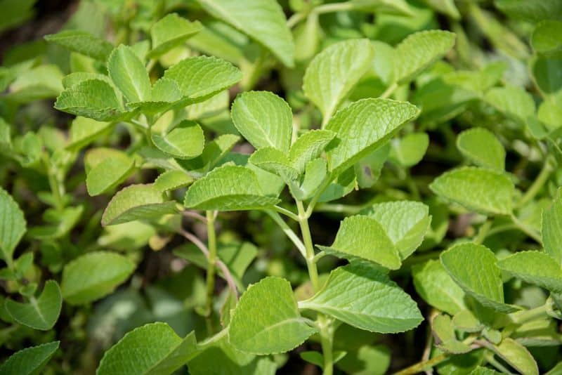 Peppermint: Mental Clarity with a Side of Dragon Breath