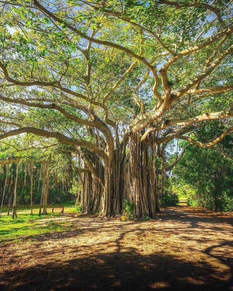 Banyan Tree: The Immortality Mansion