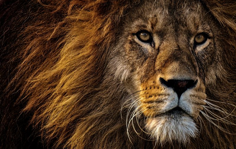 Prideful Leo: The Roaring Monarch