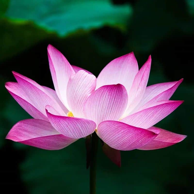 Lotus: The Mud-to-Magnificence Miracle