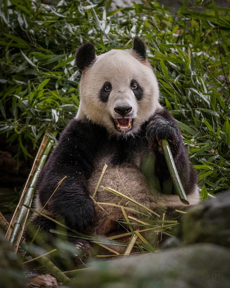 Pandas: China's Black-and-White Ambassadors