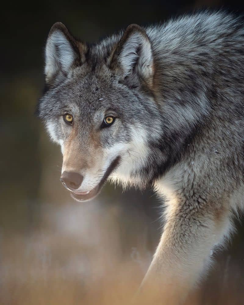 Spirit Animals As Fashion Accessories