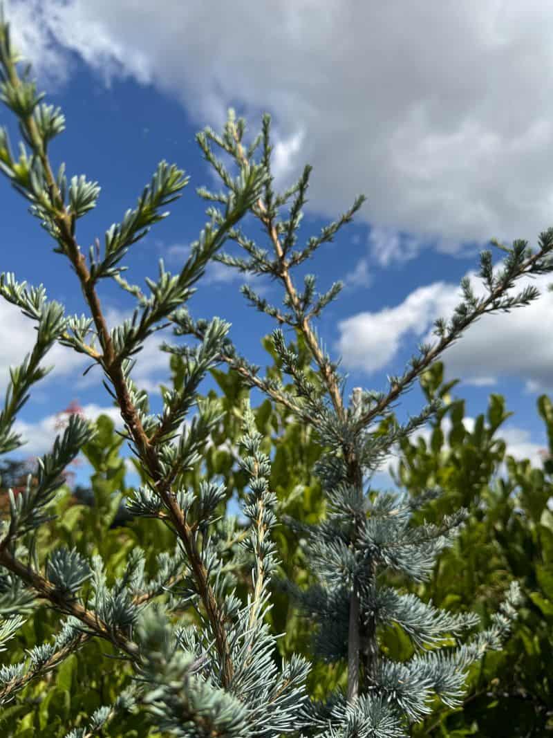 Cedar: The Aromatic Guardian