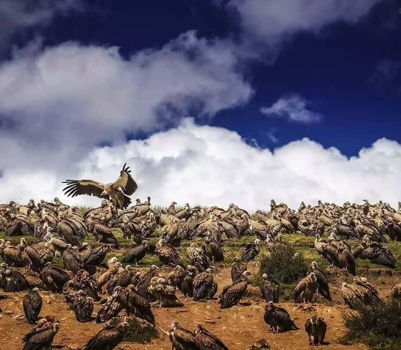 Tibetan Sky Burial Buffet