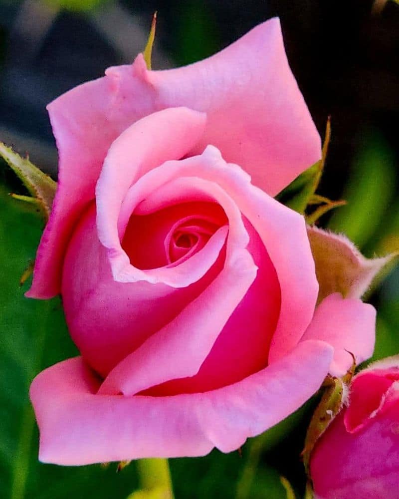 Rose: The Bleeding Heart of Spirituality