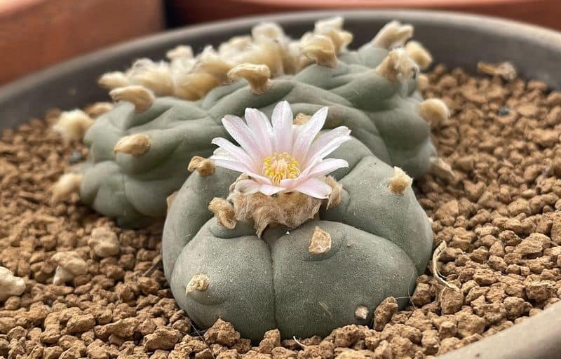 Peyote: The Desert's Vision Quest Guide