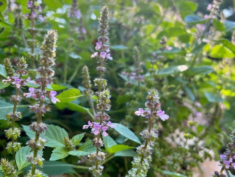 Holy Basil (Tulsi): The Sacred Stress-Buster