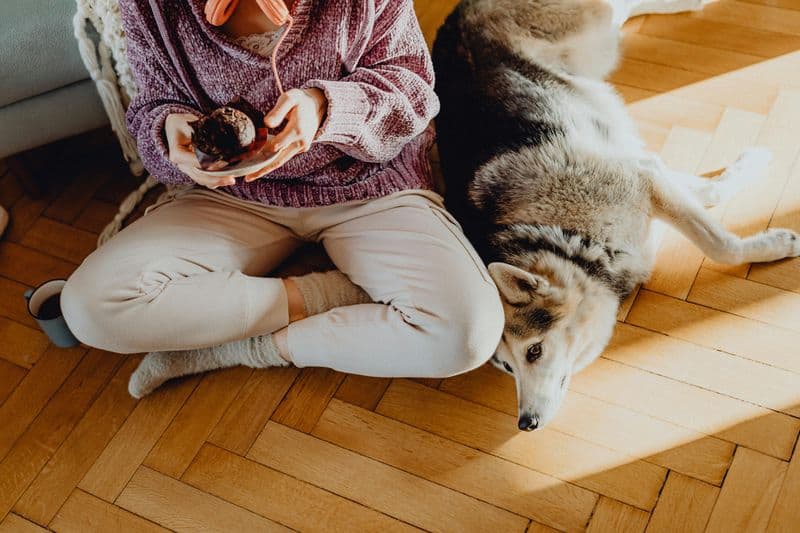You've Made Your Pet Your Significant Other