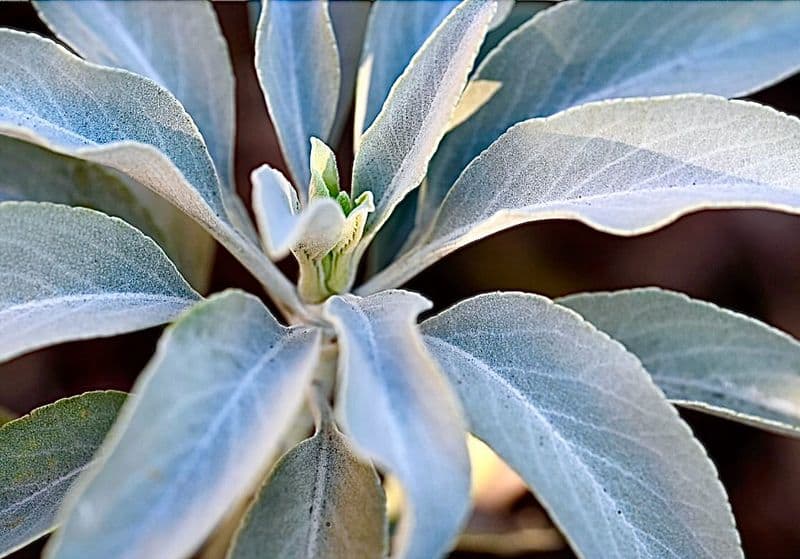 Sage: The Sacred Cleanser