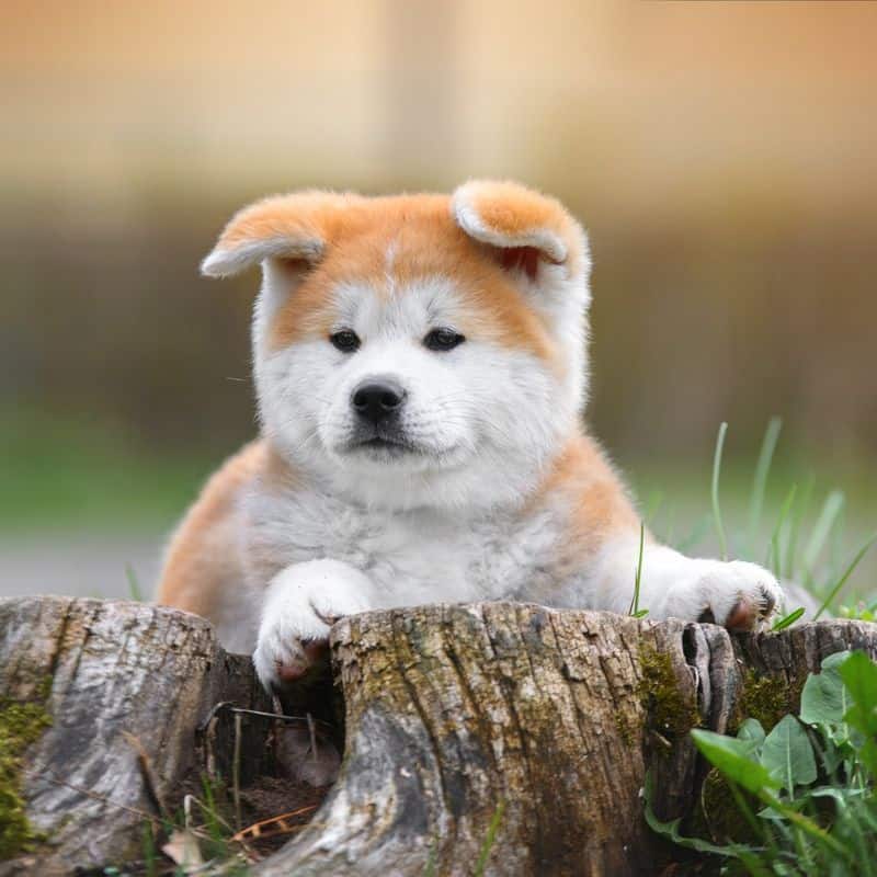 Akita Inu: Japan's Divine Health Guardians