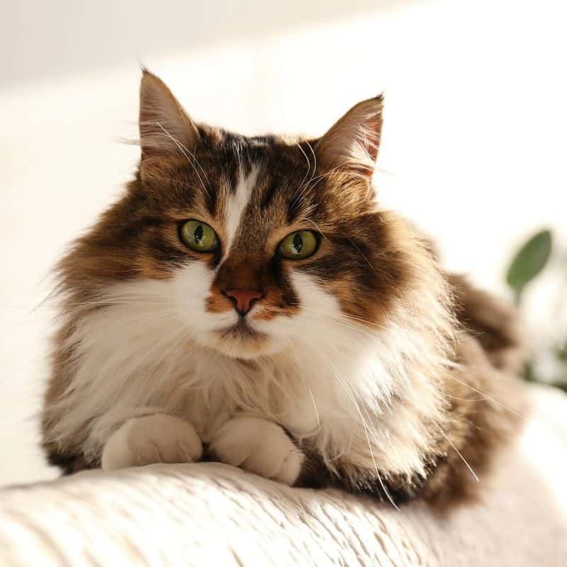 Pisces (February 19-March 20): Ragamuffin