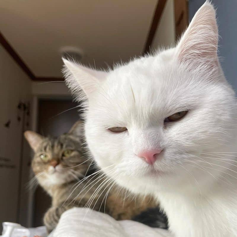 Taurus Judges You...With Their Eyebrows