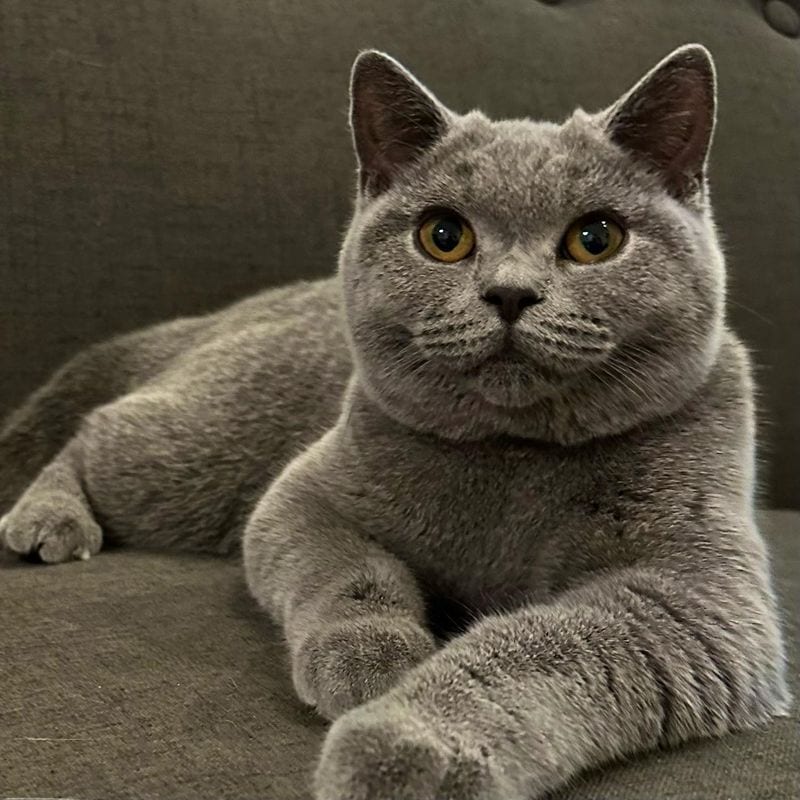 Taurus (April 20-May 20): British Shorthair