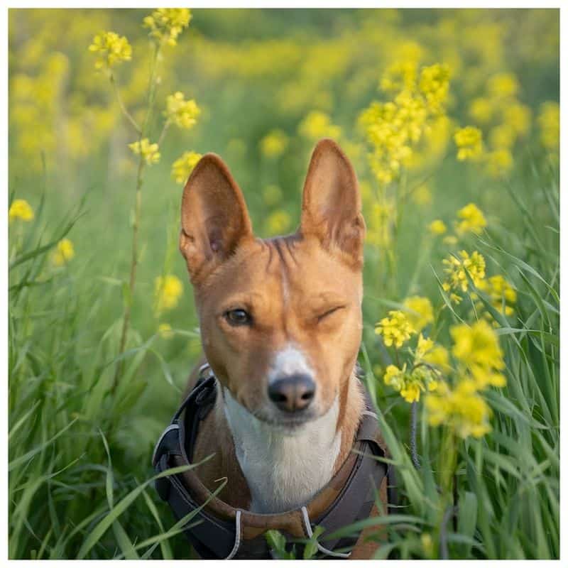 Basenji: The Silent Sentinels of African Kings
