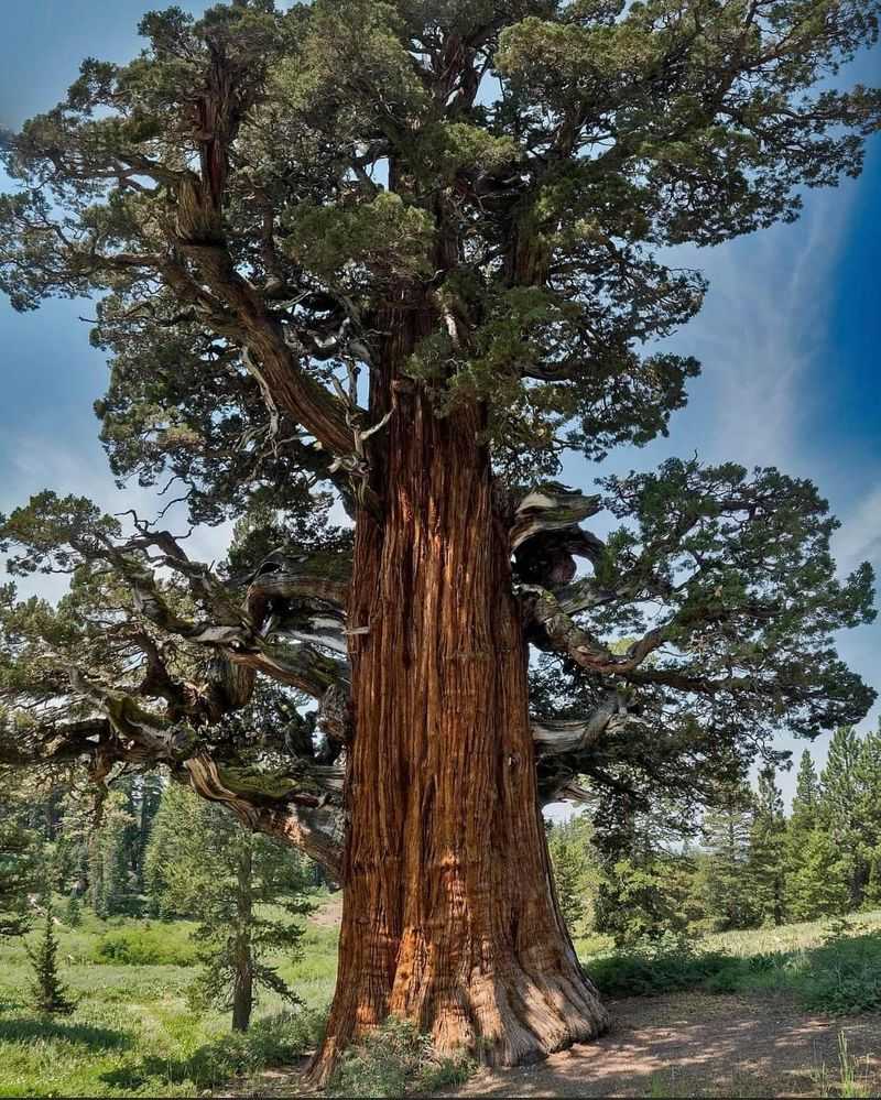 Juniper: The Protector of Homes