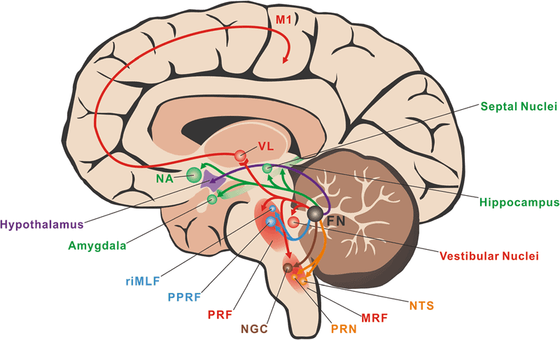 The Reticular Activating System: Your Brain's Goal-Seeking Missile