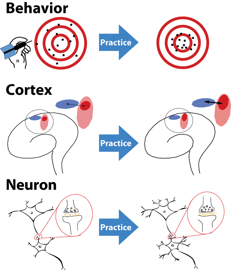 Brain Power: How Your Thoughts Physically Change Your Brain