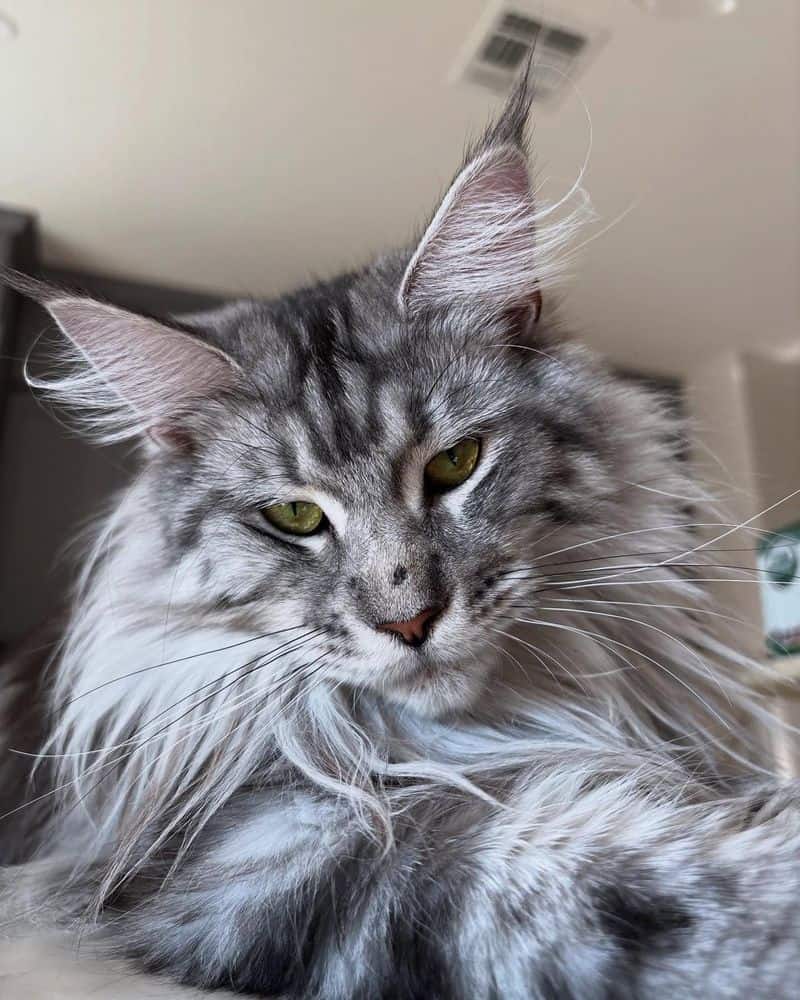 Leo (July 23-August 22): Maine Coon