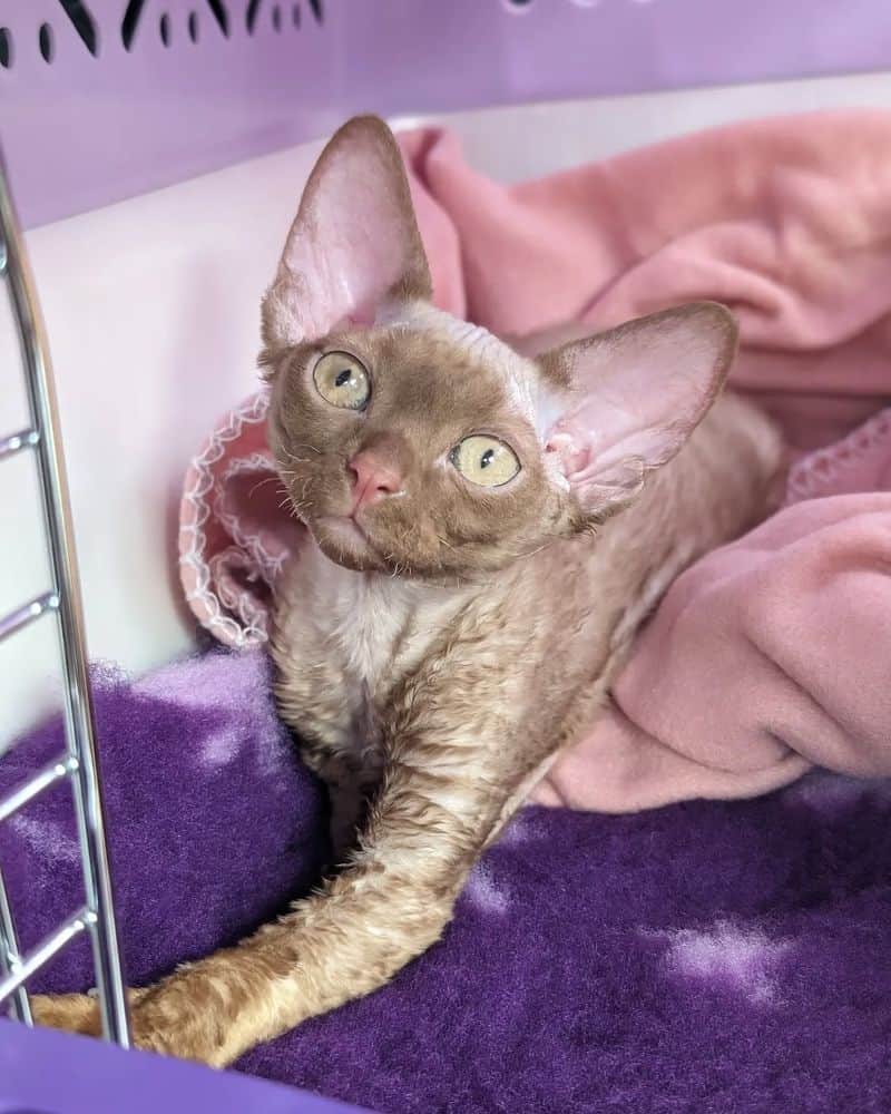 Aquarius (January 20-February 18): Cornish Rex