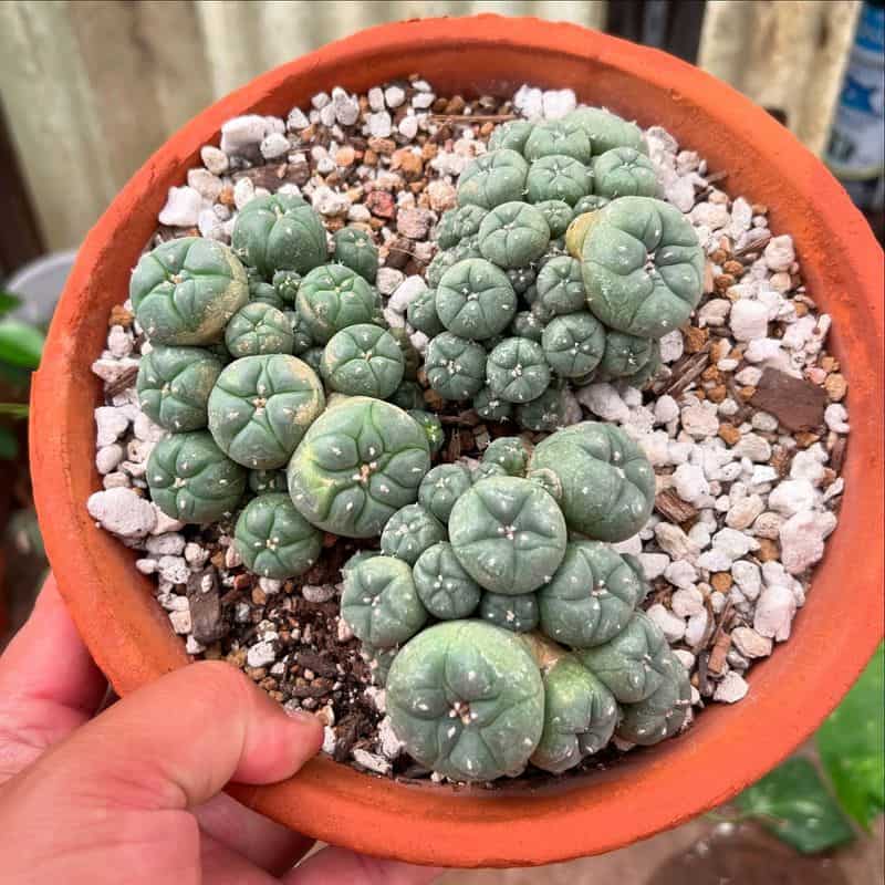 Peyote: The Medicine of Vision