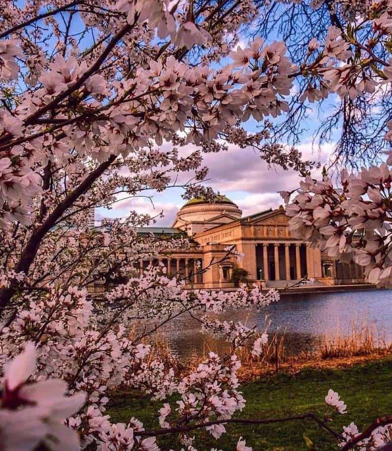 Cherry Blossoms: Fleeting Beauty of Spring