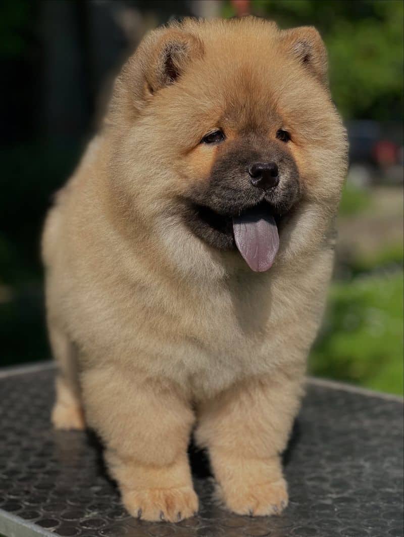 Chow Chow: Blue-Tongued Temple Guardians