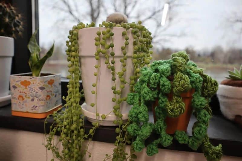 Plants Wither Despite Your Best Care