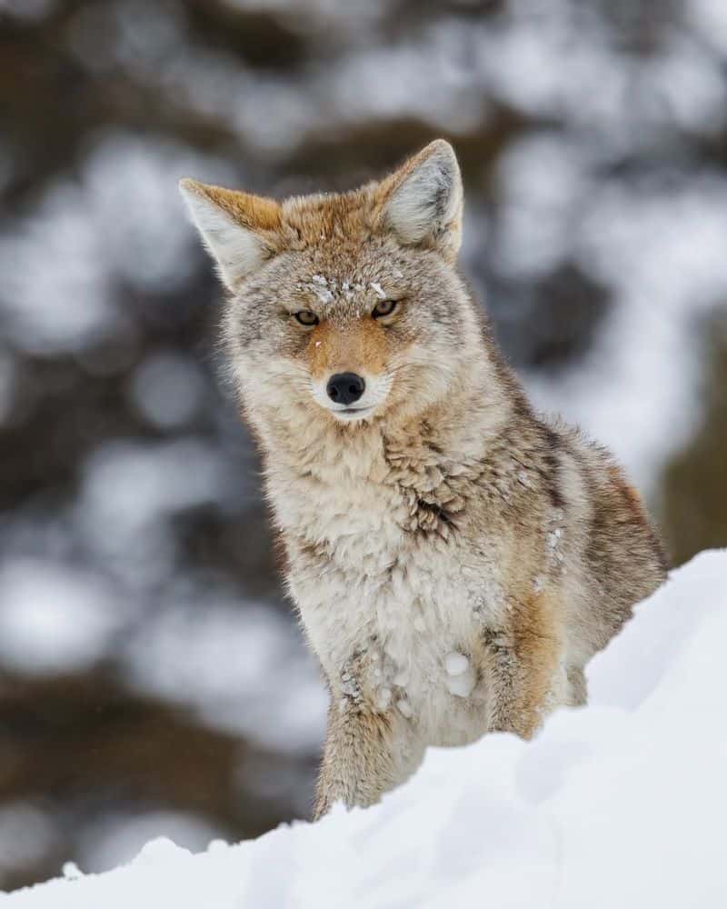 Coyote Creates Humanity