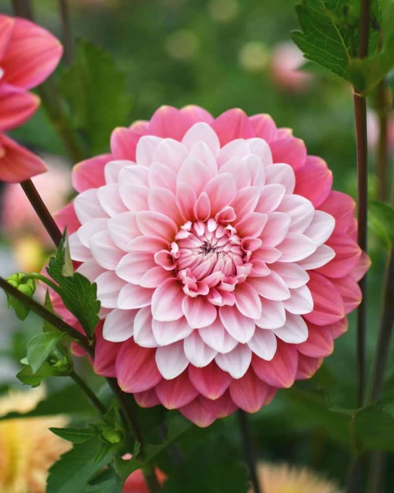 Dahlias: Geometric Wonders of Elegance