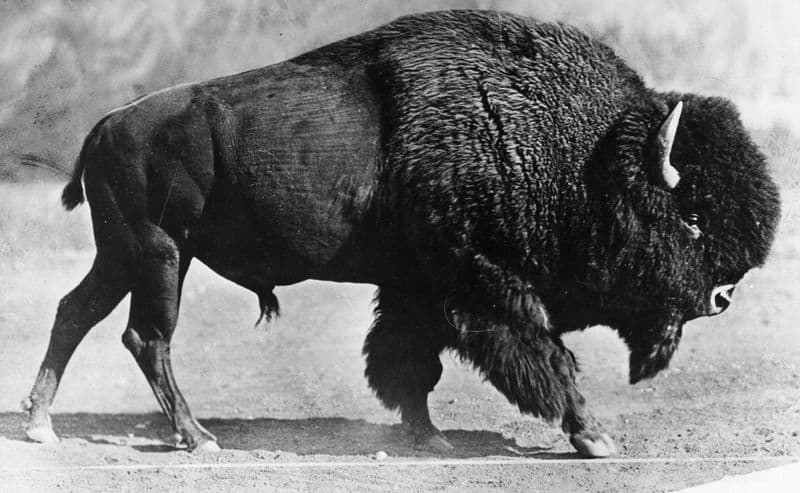 Buffalo: The Provider of Life