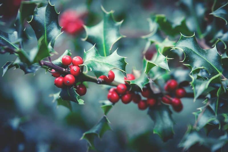 Kissing Under Mistletoe