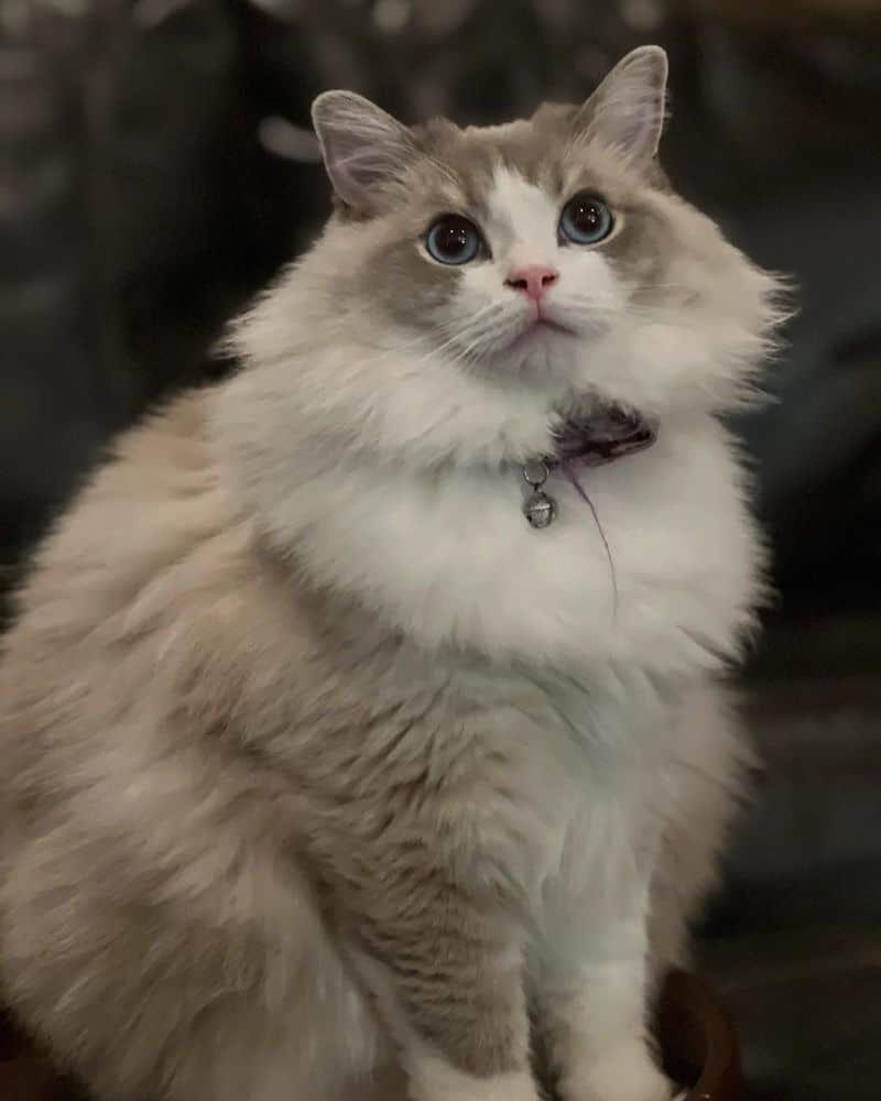 Cancer (June 21-July 22): Ragdoll