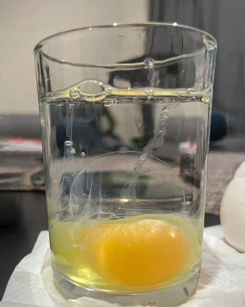 Gather Your Egg-ssentials