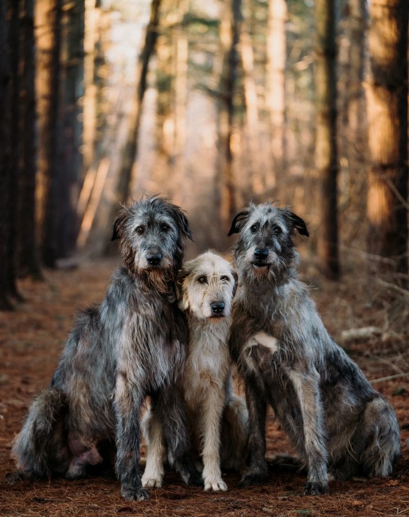 Irish Wolfhound: Celtic Kings' Divine Companions
