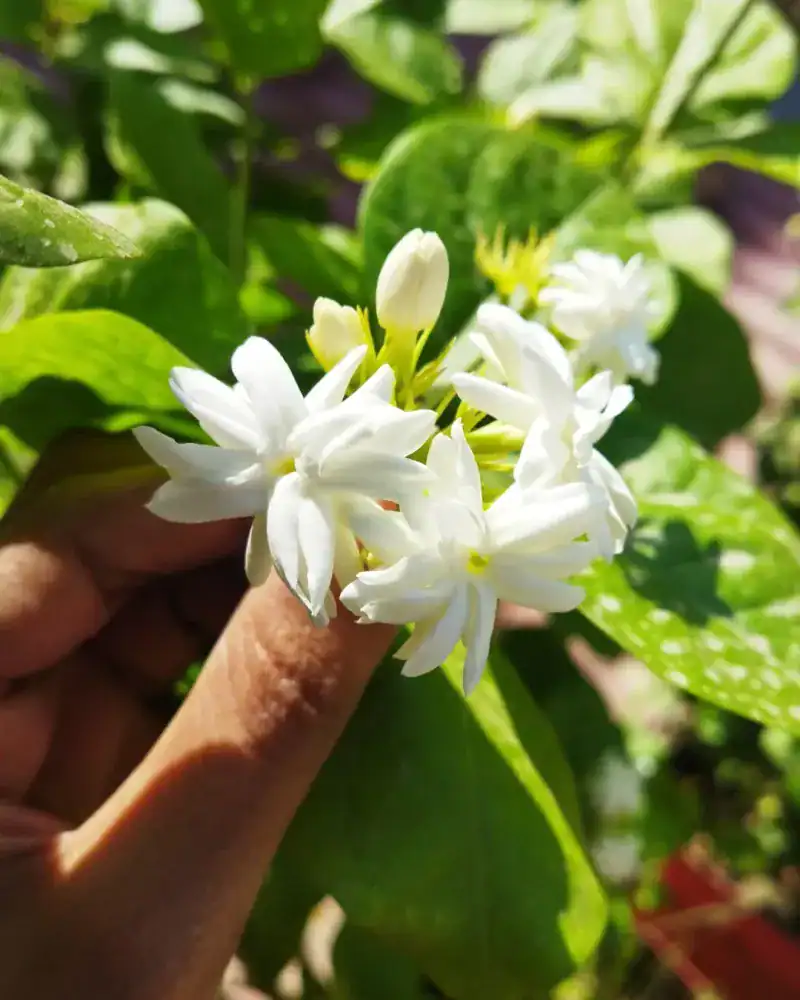 Jasmine: Stars of Sweet Serenity