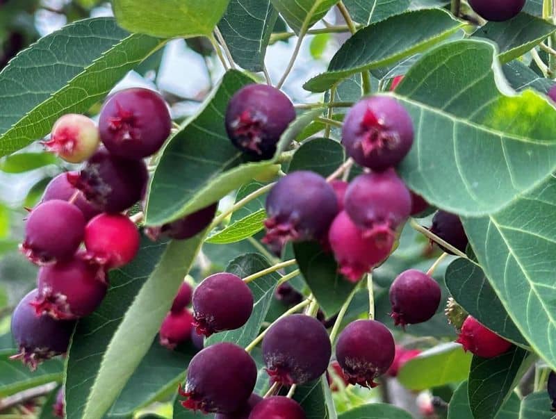 Serviceberry: The First Fruit of Spring