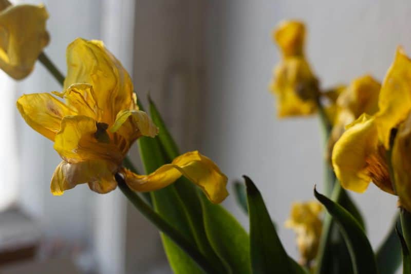 Keeping Dead or Dying Plants