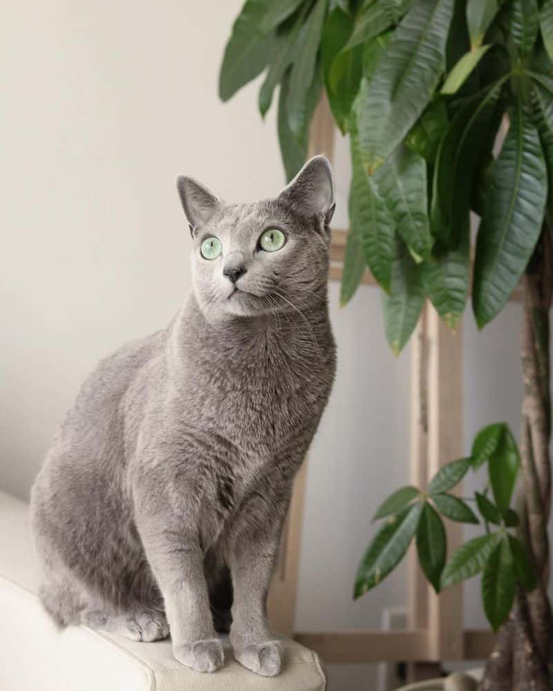 Virgo (August 23-September 22): Russian Blue