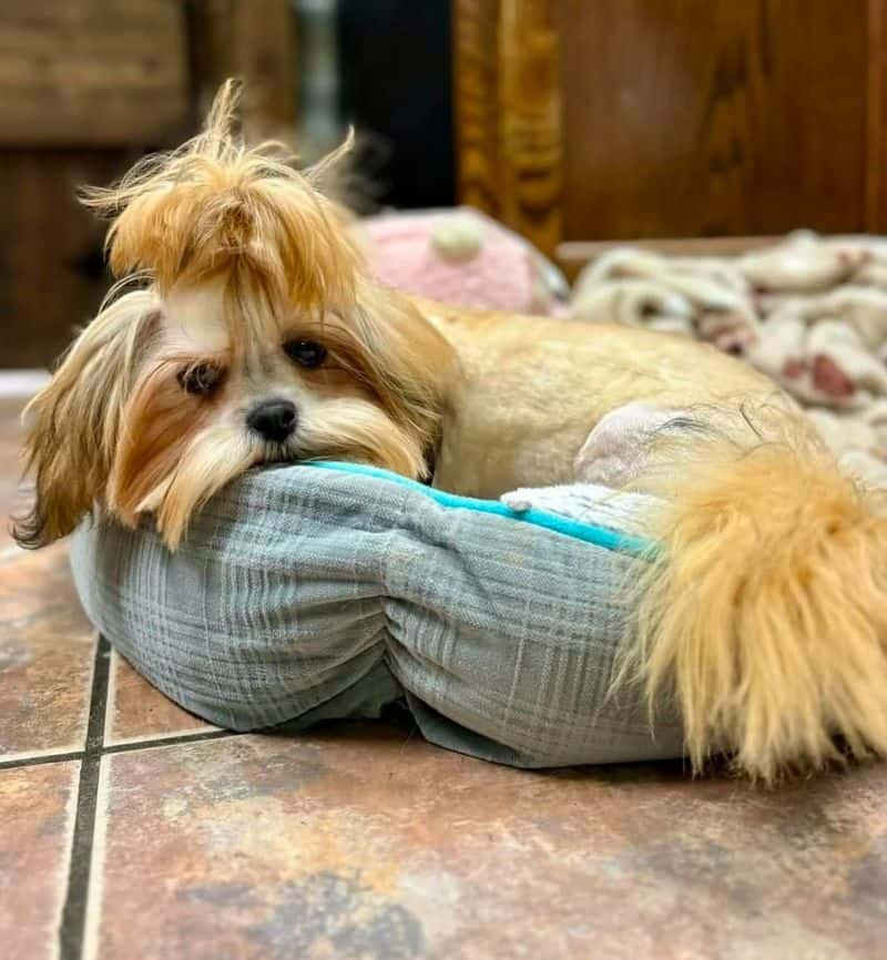 Lhasa Apso: The Reincarnated Lama Dogs