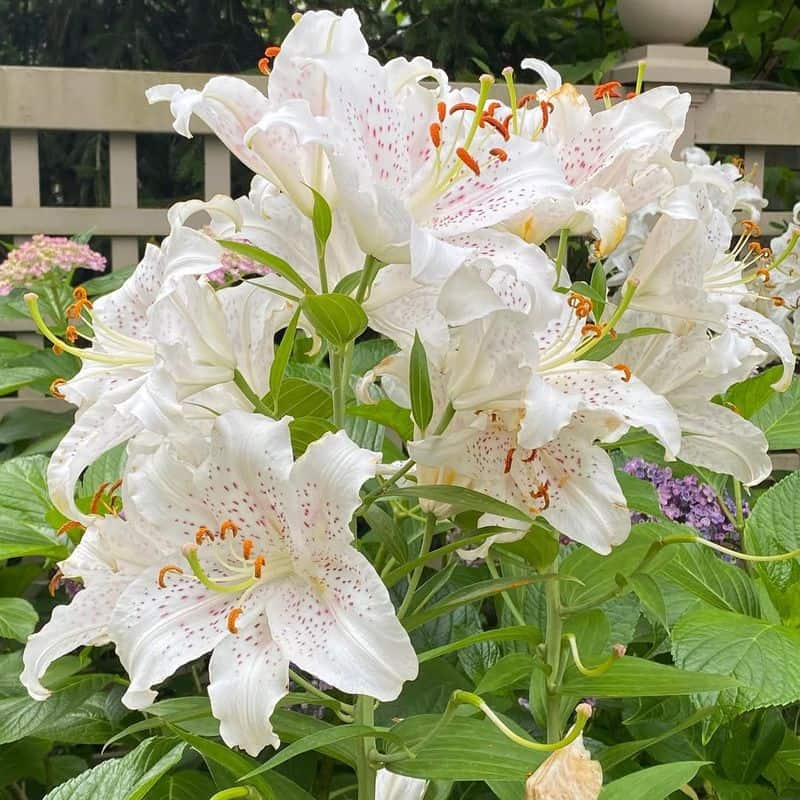 Lilies: Trumpets of Majesty