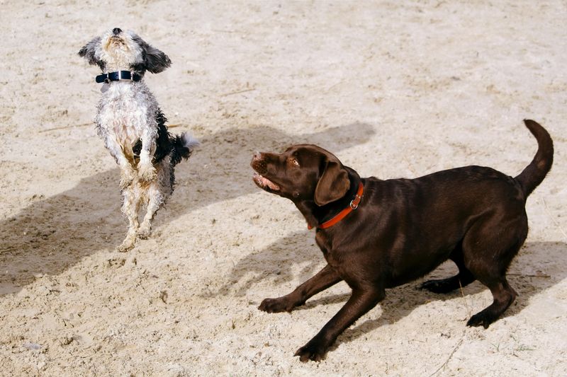 Pets Behave Strangely in Specific Areas