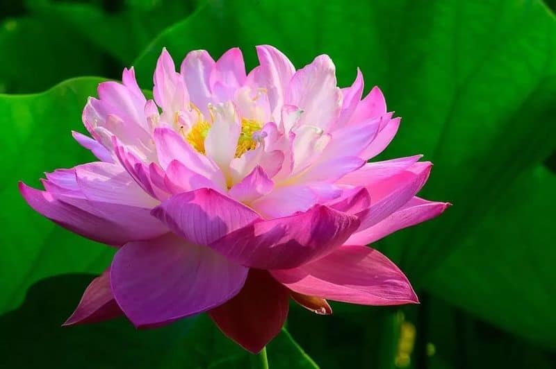 Lotus: Rising Pure From the Mud