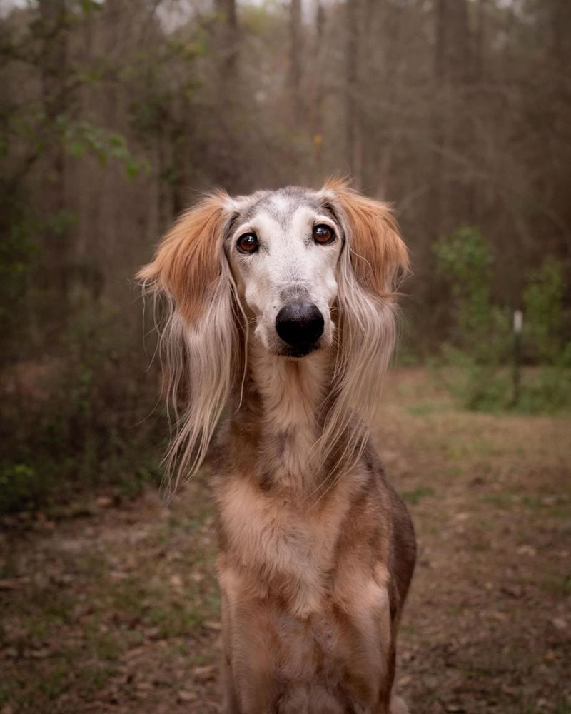 Majestic Salukis: Egypt's Royal Canine Treasures