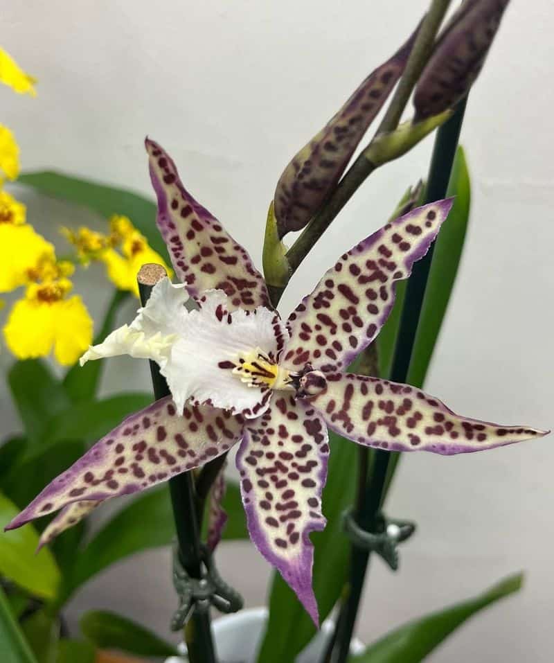 Orchids: Exotic Messengers of Refinement