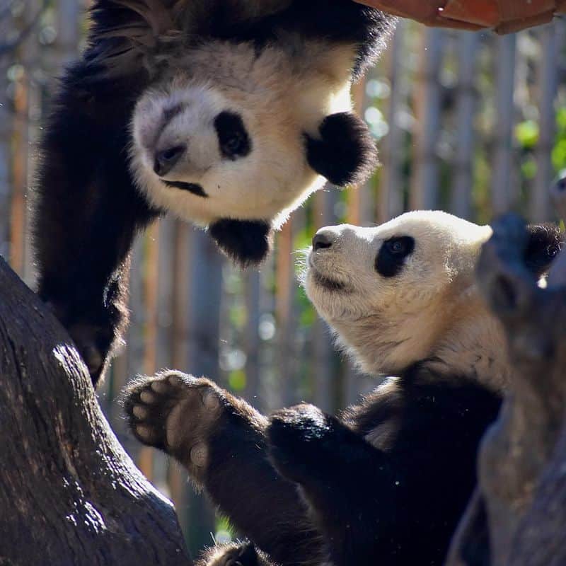 Panda (熊猫 – xióng māo): National Treasure
