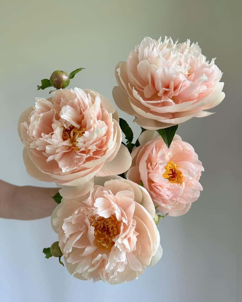 Peonies: Blushing Symbols of Prosperity