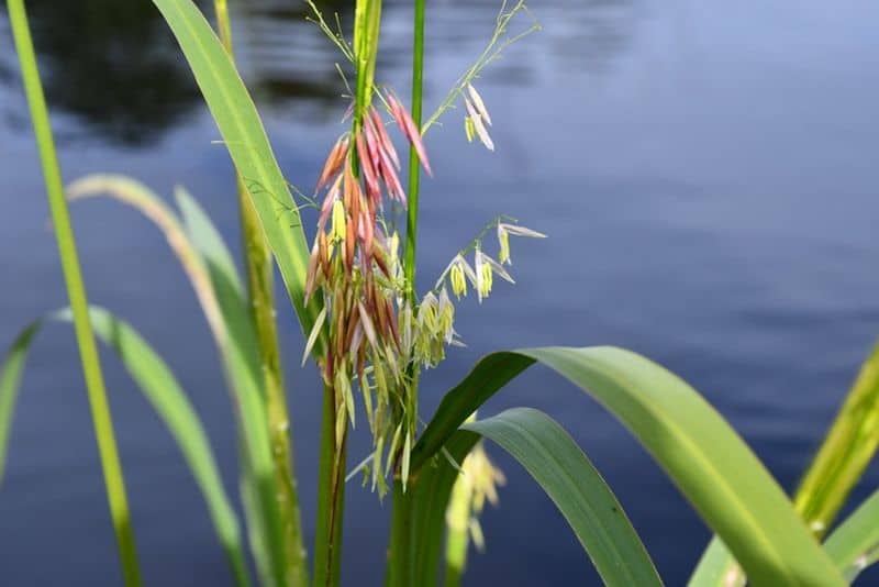 Wild Rice: The Food That Grows on Water