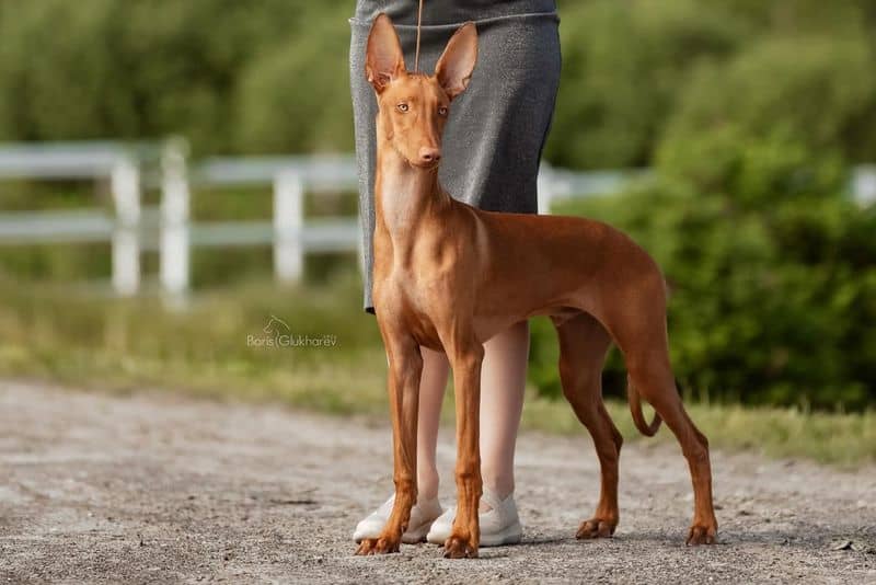 Pharaoh Hound: Malta's Divine Blusher